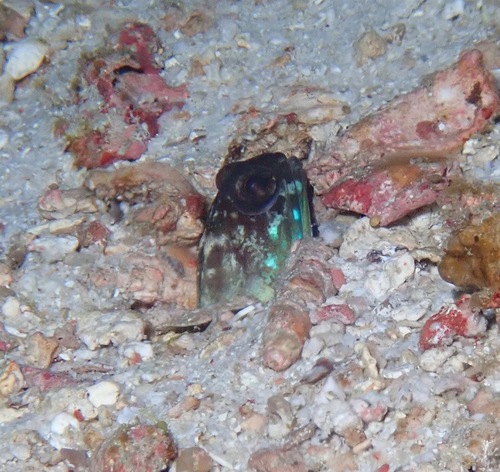 Opistognathus cyanospilotus