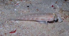 Gnatholepis cauerensis