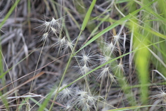 Bouteloua megapotamica
