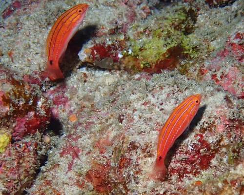 Joan's fairy wrasse (Cirrhilabrus joanallenae) — Labridae