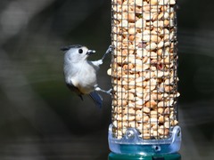 Baeolophus bicolor × atricristatus