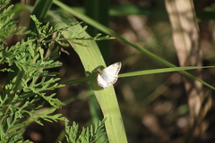 Heliopetes omrina