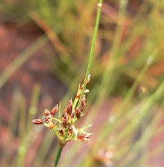 Bulbostylis burchellii