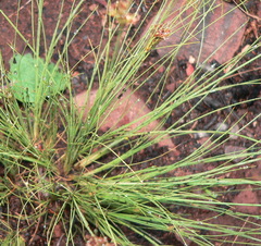 Bulbostylis burchellii