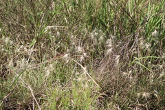 Bouteloua megapotamica