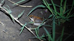 Litoria latopalmata