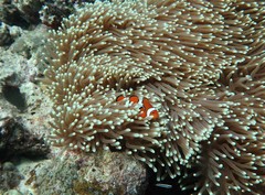 Amphiprion percula