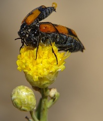 Eupompha elegans perpulchra