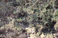 Atriplex pamparum