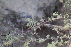 Atriplex pamparum