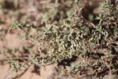 Atriplex pamparum