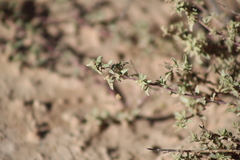 Atriplex pamparum