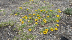 Notopappus prunelloides