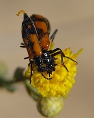 Eupompha elegans perpulchra