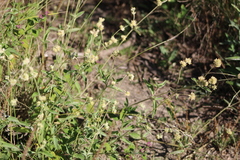 Gomphrena perennis