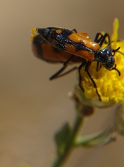 Eupompha elegans perpulchra