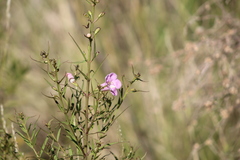 Agalinis genistifolia