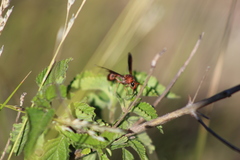Zeta argillaceum