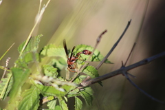 Zeta argillaceum