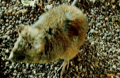 Potorous tridactylus