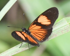 Castilia perilla