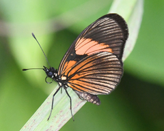 Castilia perilla