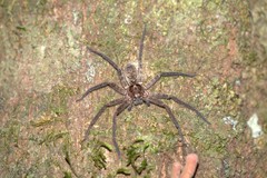 Heteropodinae