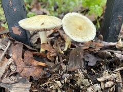 Leratiomyces percevalii