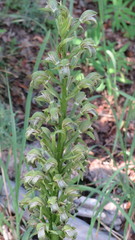 Chloraea cylindrostachya