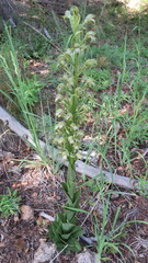 Chloraea cylindrostachya