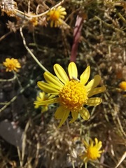 Bahieae