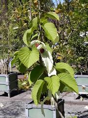 Davidia involucrata