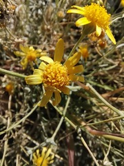 Bahieae