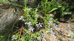 Polygala gnidioides
