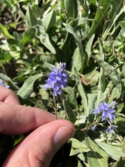 Veronica prostrata