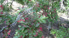 Nothofagus alpina