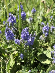 Veronica prostrata