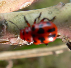 Euryope terminalis