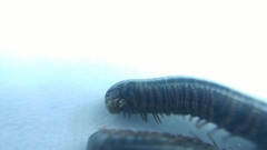 Anaulaciulus koreanus