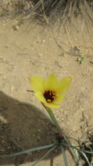 Zephyranthes gilliesiana