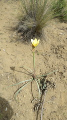 Zephyranthes gilliesiana