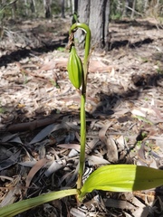 Eulophia cernua