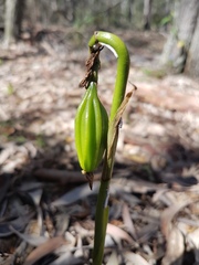Eulophia cernua