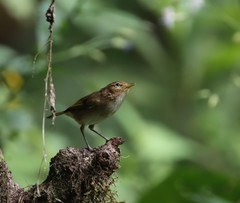 Phylloscopus umbrovirens