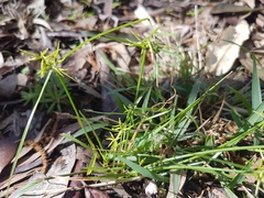 Cyperus bowmanni