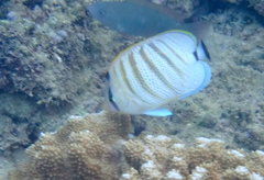Chaetodon multicinctus