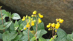 Calceolaria germainii