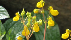 Calceolaria germainii