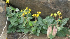 Calceolaria germainii