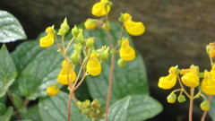 Calceolaria germainii